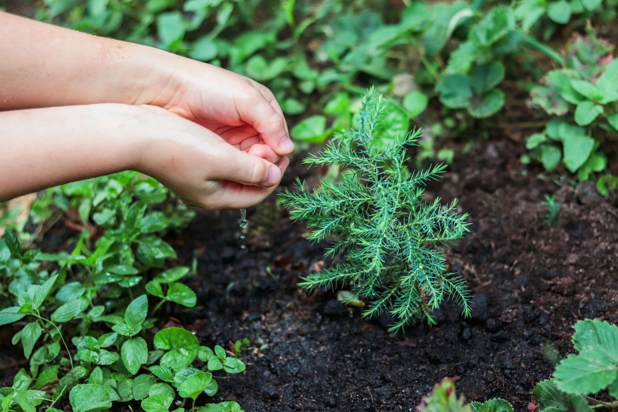 Human hands water a small green sprout of a fir tree, take care of nature. Ecology concept